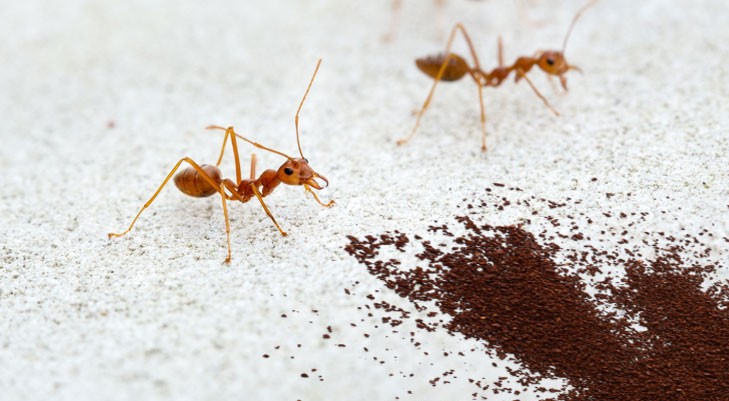 Cukup Pakai Bahan Alami! Berikut 3 Bahan Alami yang Ampuh Usir Semut di Rumah