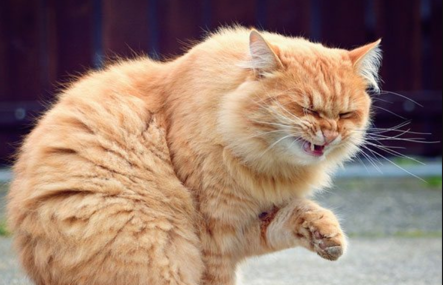 Bukan Cuma Alaergi, Pemilik Anabul Ketahui 4 Alasan Kenapa Kucing Bersin Terus Menerus Tanpa Henti Ini