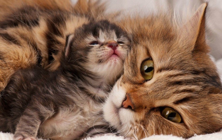 Mengapa Induk Kucing Tidak Mau Menyusui Anaknya? Ini 4 Alasannya, Bukan Karena Tidak Sayang!