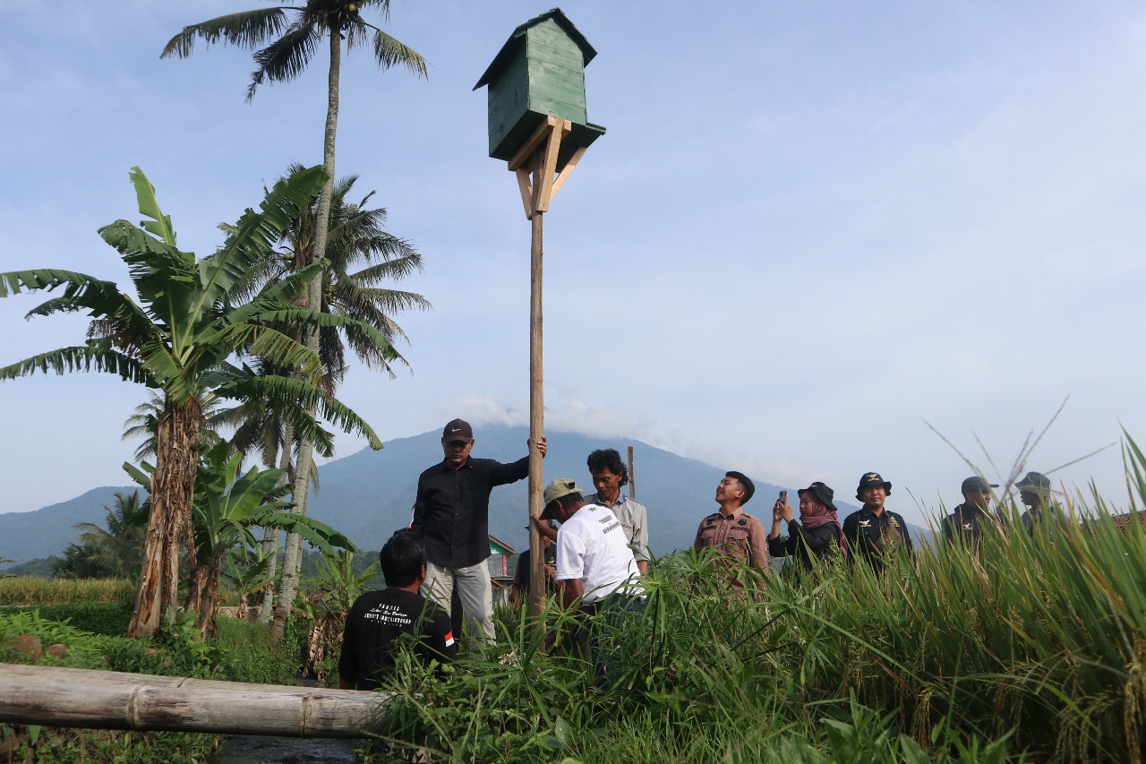 Ini Jurus Andalan Diskatan Kuningan Kendalikan Hama Tikus, Bangun Rumah Burung Hantu