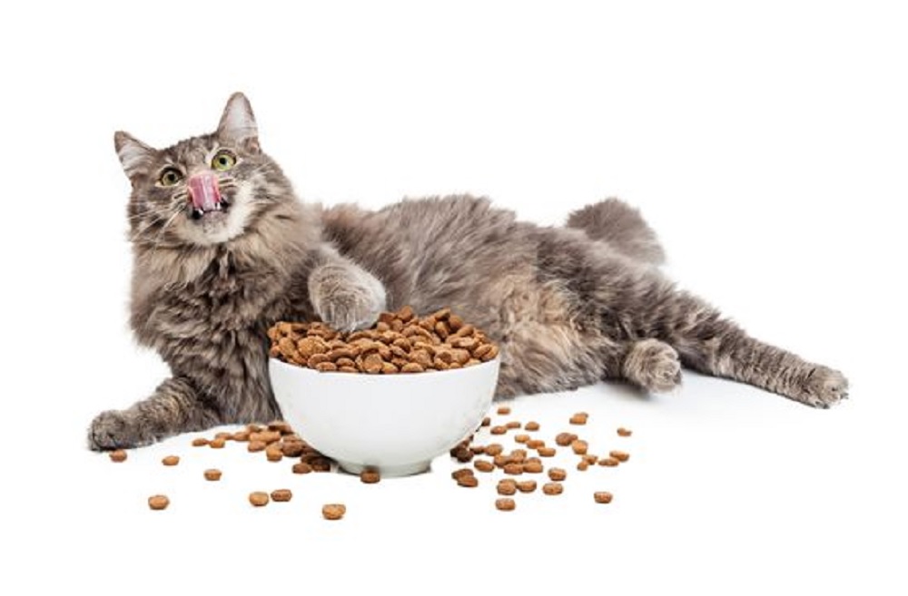 Buat Bulu Anabul Makin Gemoy dan Lebat, Yuk Intip 6 Rekomendasi Makanan Kucing Harga Terjangkau