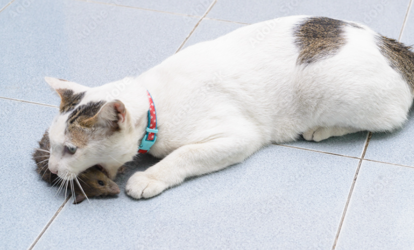 Ini 4 Alasan Kenapa Kucing Tidak Disarankan Makan Tikus atau Hama Hasil Buruan Lainnya