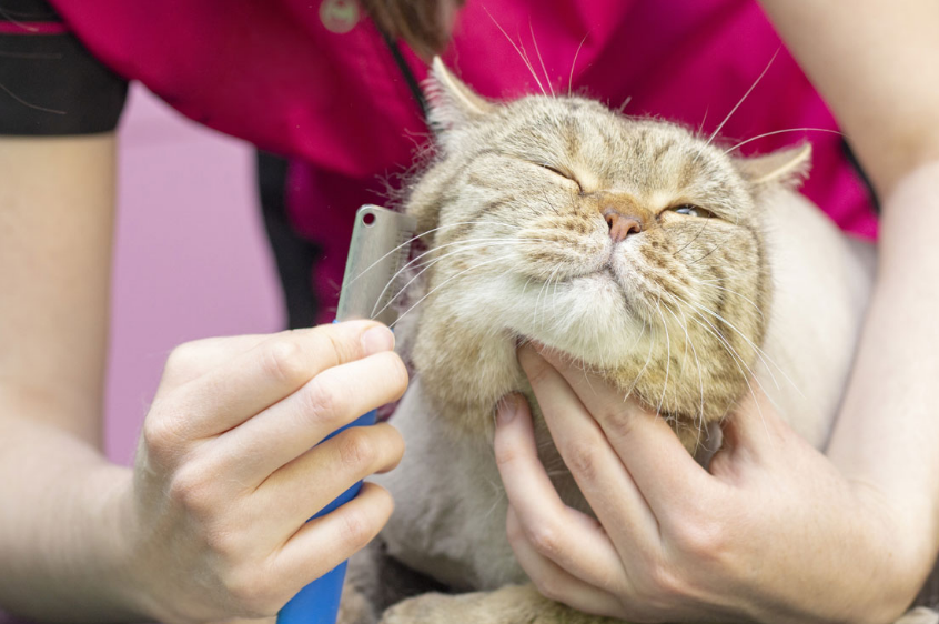 6 Cara Grooming Kucing Kampung atau Domestic, Tanpa Harus Pergi ke Pet Shop