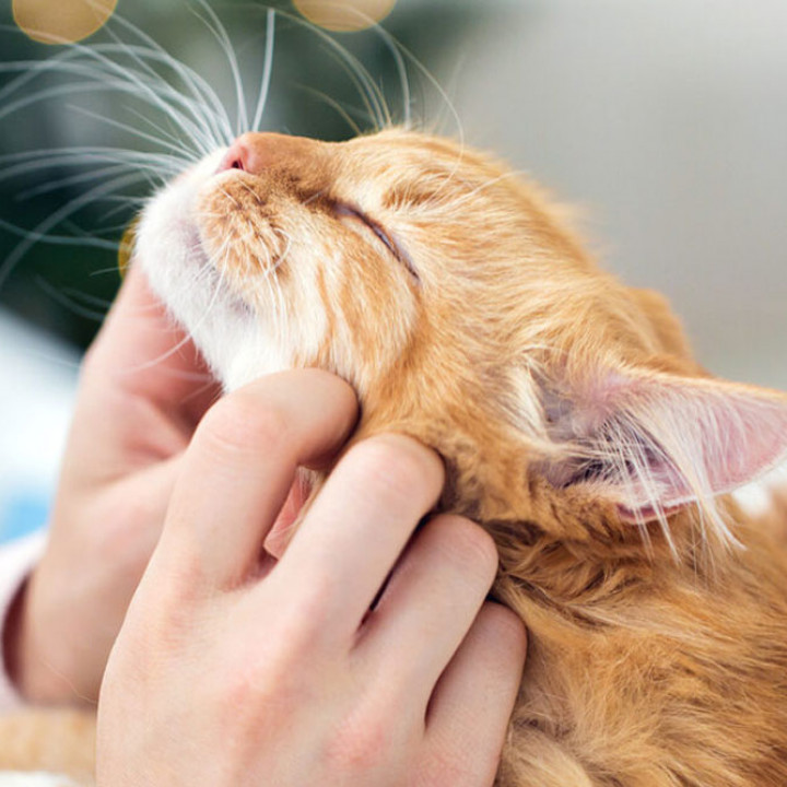 Inilah 4 Alasan Kucing Suka Mendengkur, Bisa Jadi Pertanda Ia Sedang Mengalami Kesakitan 