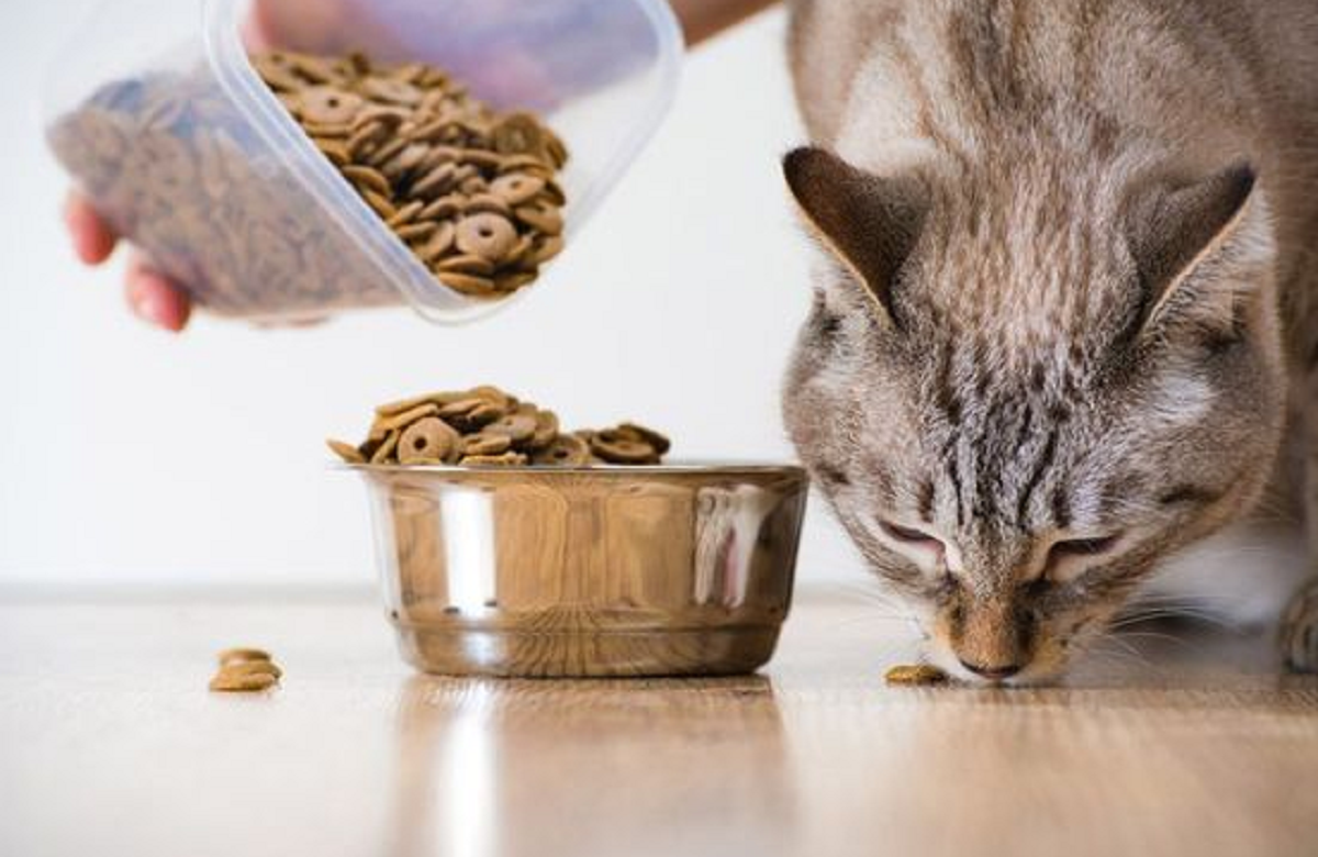 5 Rekomendasi Makanan Kucing Murah yang Bergizi dan Penuh Manfaat, Apa Saja?