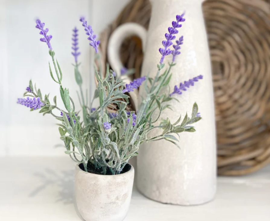 Perhatikan 6 Cara Merawat Tanaman Hias Lavender agar Jadi Dekorasi Rumah yang Mempesona