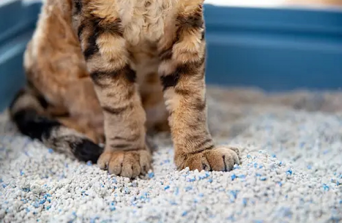 Yuk Ketahui 3 Manfaat Pasir Kucing Yang Jarang di Ketahui Orang, Ternyata Bermanfaat Untuk Tumbuhan Lho!