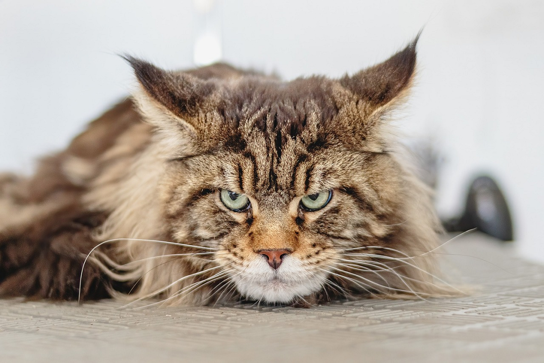 Bisa Menyebabkan Kematian, Ini 2 Dampak Bahaya Toxoplasma Untuk Manusia, Pecinta Kucing Wajib Tahu!