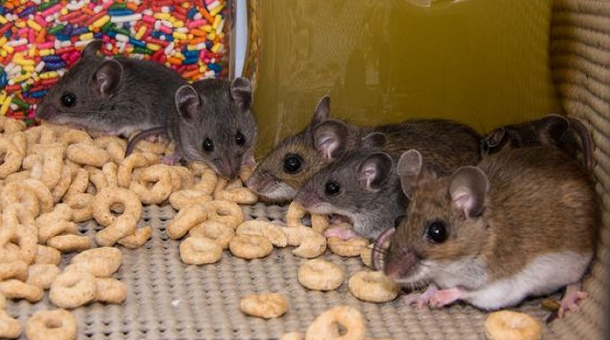 Dibenci Tikus Karena Aromanya, Ini Dia 6 Aroma Alami Yang Tidak Disukai Oleh Tikus