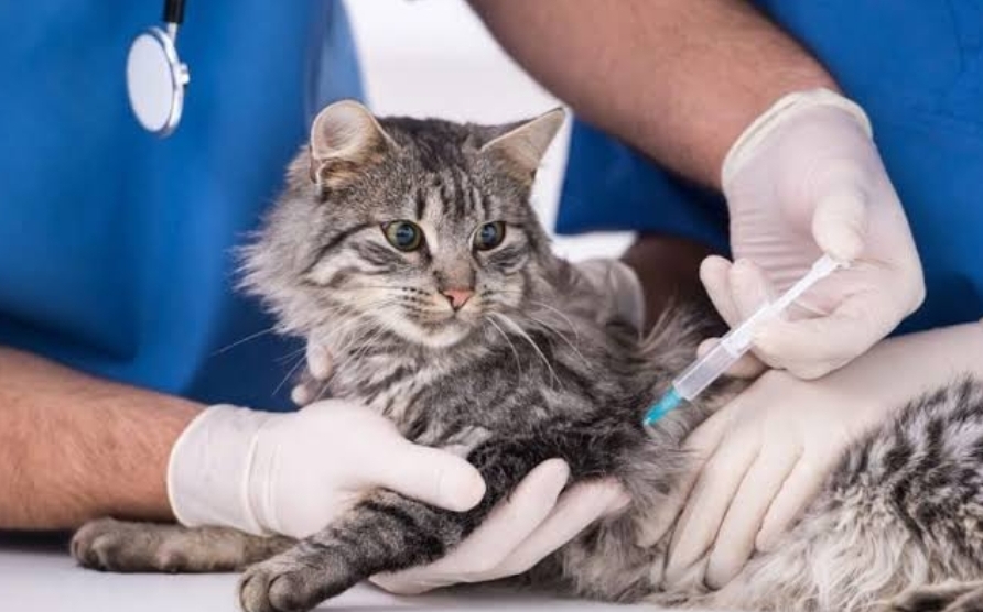 Pentingnya Vaksinasi, Kucing Kampung Kampung Juga Penting Divaksin