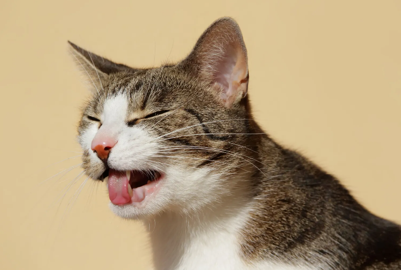 Ini Nih 6 Jenis Muntah Kucing yang Wajib Catlovers Tahu, Mana yang Sering Dialami Anabul di Rumah?