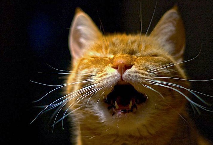 Bikin Terharu! Berikut 5 Alasan Kenapa Kucing Terlantar Suka Mengeong di Malam Hari