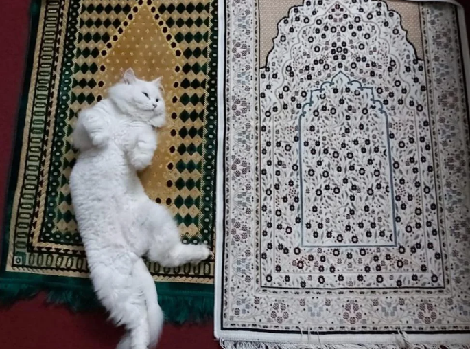 Kucing Tidur di Sajadah Apakah Najis atau Tidak? Bisa Najis Juga Tidak, Simak Hukum dan Dalilnya