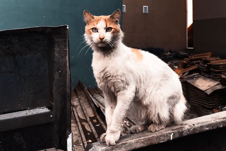 Menjengkelkan Tingkah Kucing Berak Sembarangan di Pekarangan Rumah, Inilah 5 Solusi Mengusir dengan Cara Halus