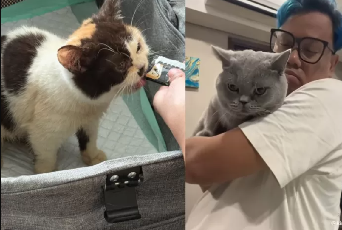 Ternyata Harganya Fantastis! Apa Ras Kucing Uya Kuya yang Dijarah Pendemo dari Rumahnya?