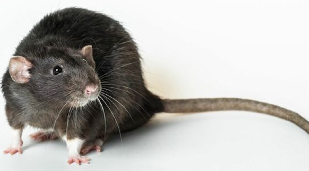 Efektif Untuk Usir Hewan Pengerat Seperti Tikus, Inilah 6 Cara Efektif Untuk Usir Tikus Menggunakan Daun Salam