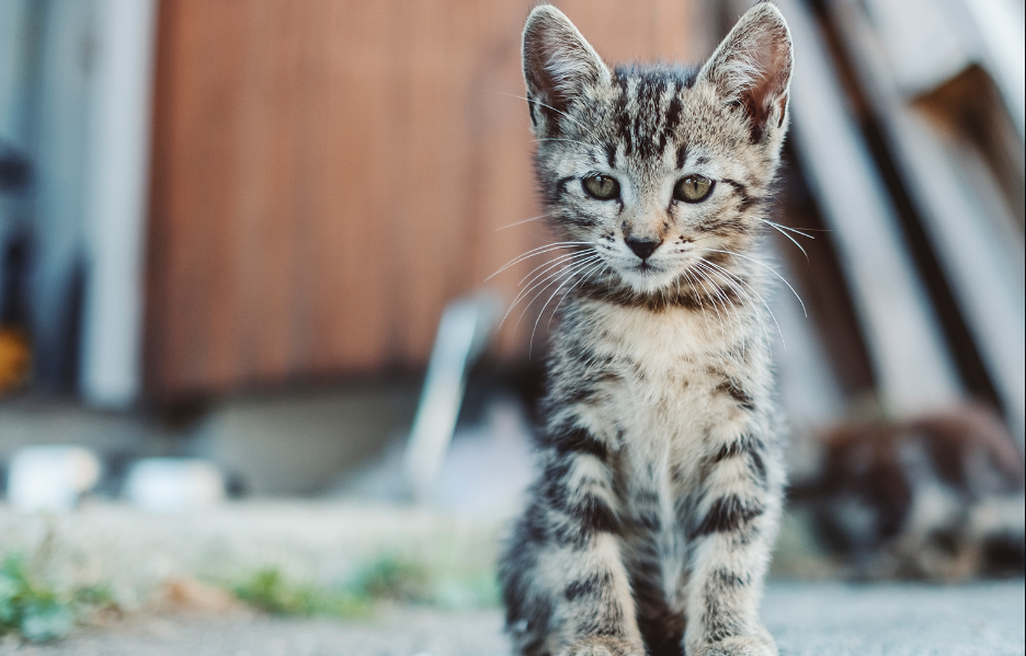 Inilah 6 Cara Merawat Anak Kucing Ditinggal Induknya, Jangan Asal Memungut Anak Kucing Liar di Jalanan