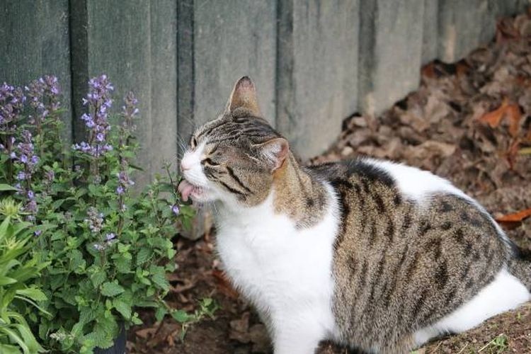 Kenapa Tanaman Cantip Disukai Kucing? Inilah Penjelasan Ilmiahnya! Ketahui Yu..