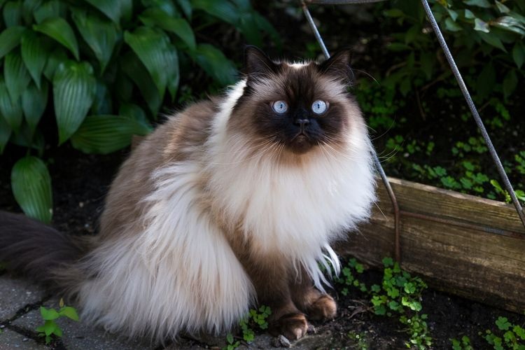 Terkenal Sebutan ‘Kucing Pintar’ Inilah 8 Karakter Kucing Himalaya! Wajib Diketahui Pemilik Kucing