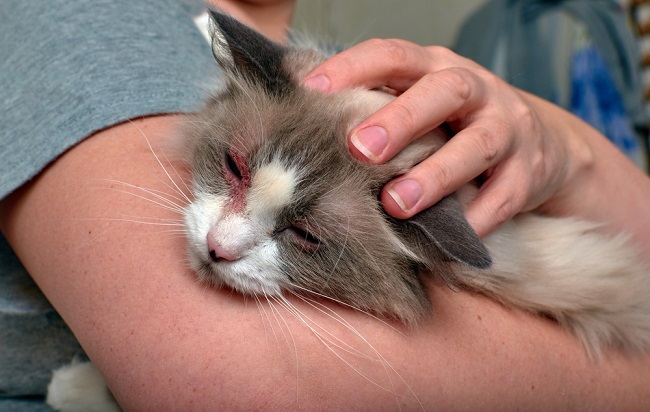Penyakit Scabies Pada Kucing: Gejala, Penyebab dan Cara Mengatasinya