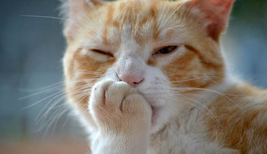Jangan Asal Marah! Berikut 4 Cara Kucing Mengatakan Minta Maaf Pada Pemiliknya