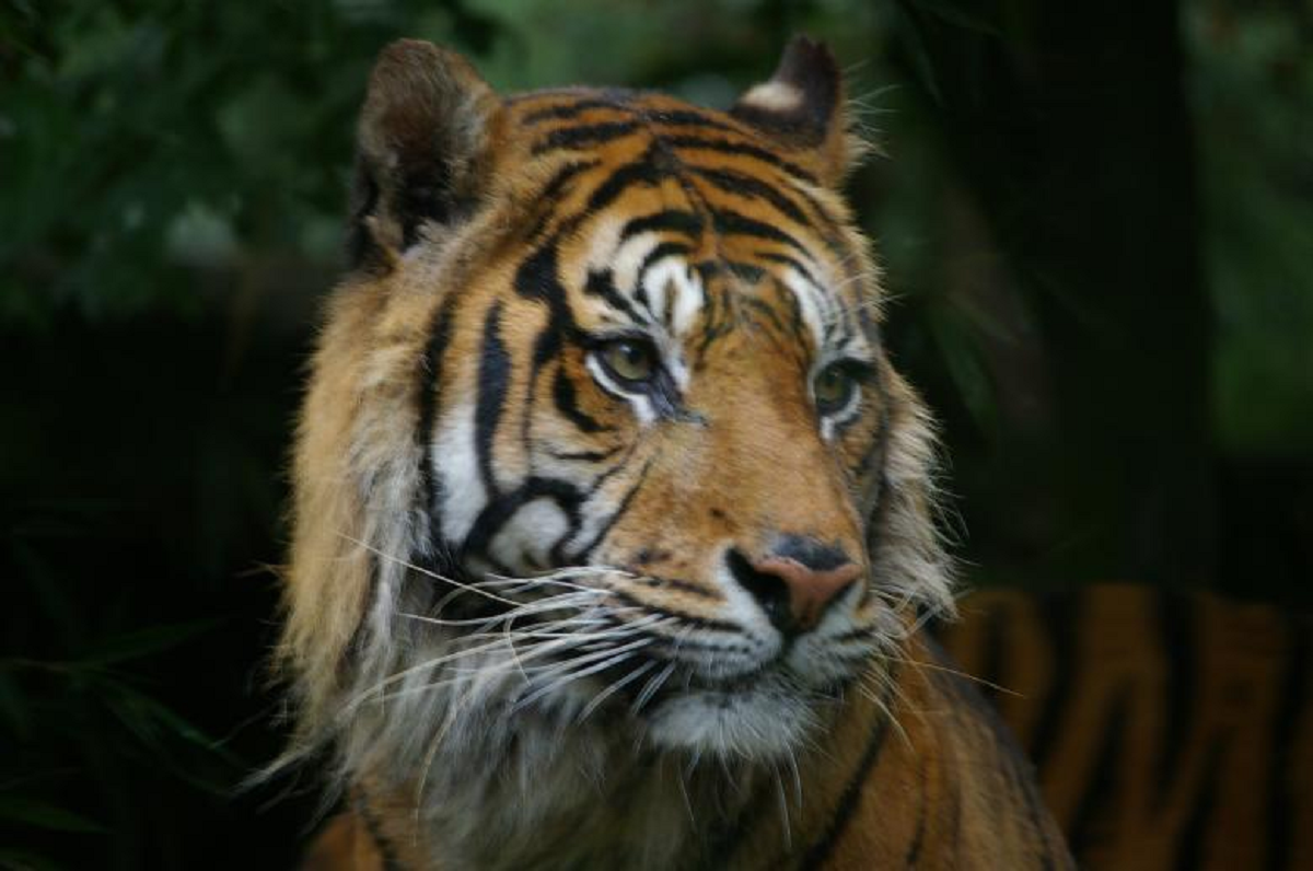 Punah Karena Perburuan Liar, Ini Fakta Harimau Bali Yang Wajib Kamu Ketahui! Simak Penjelasannya
