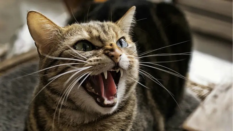 Membuat Takut Orang Sekitar, Inilah 5 Penyebab Kucing Agresif yang Harus Diketahui!