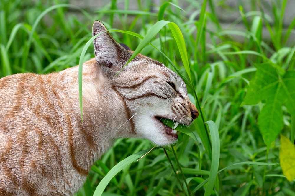 Aneh Tapi Unik, Inilah 5 Kebiasaan Kucing yang Bikin Pemiliknya Heran, Simak Di Sini Biar Tahu Maknanya!