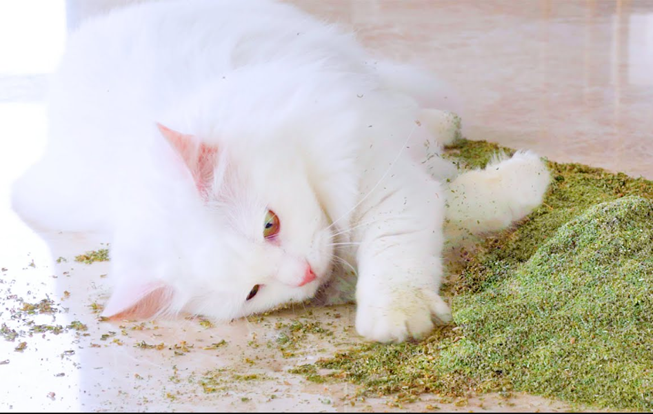 Bukan Cuma Memberikan Kesenangan, Perhatikan 2 Efek Samping Catnip untuk Kucing yang Mengonsumsi Berlebih