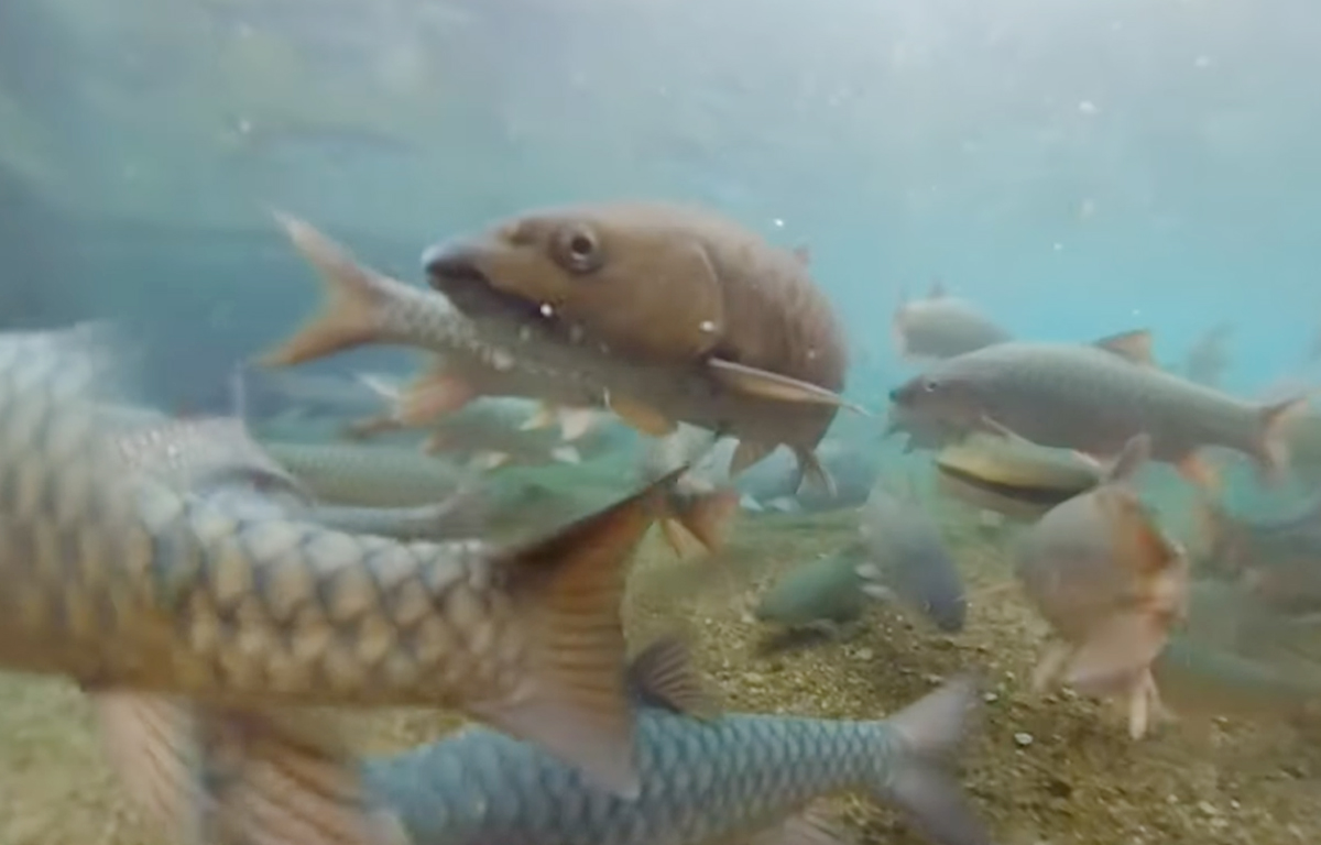 Agar Tidak Punah, Begini Cara Lestarikan Ikan Dewa Khas 6 Balong Keramat di Kuningan, Ada Peran TNGC