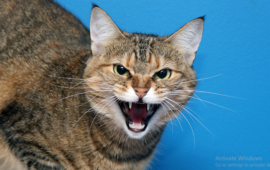 Berikut 5 Tanda Kucing Benci Pada Pemiliknya, yang Mungkin Jarang Diperhatikan Para Pemilik Kucing!