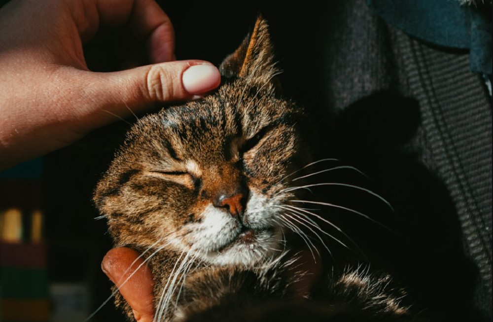 5 Tips Memelihara Kucing Agar Anabul Senang dan Bahagia! Para Catlovers Pemula Wajib Tau!