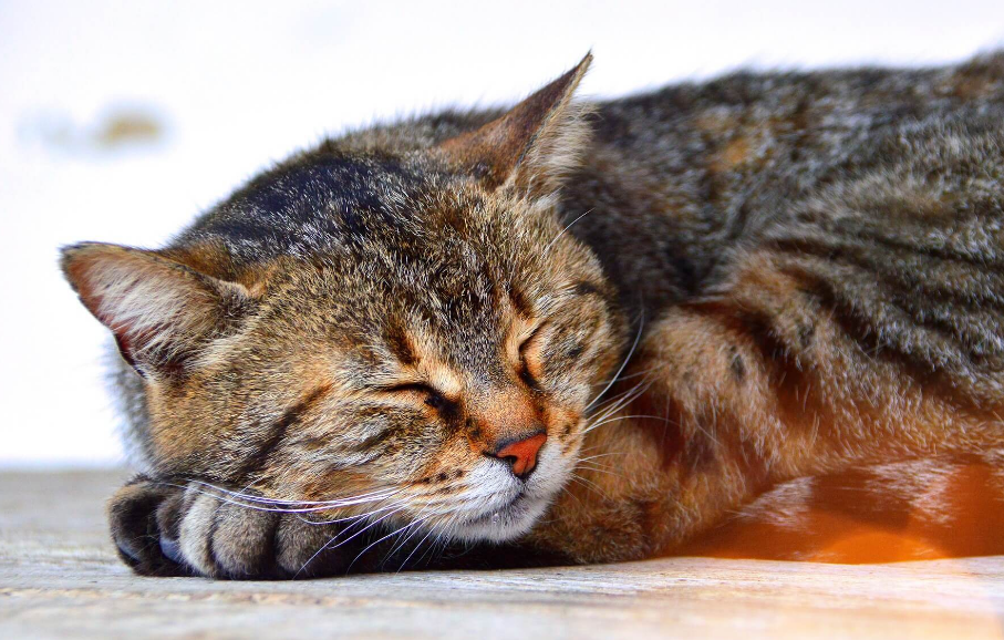Wajib Diketahui! Berikut 5 Tanda Kucing Peliharaan Sedang Kesakitan, yang Masih Jarang Diketahui!