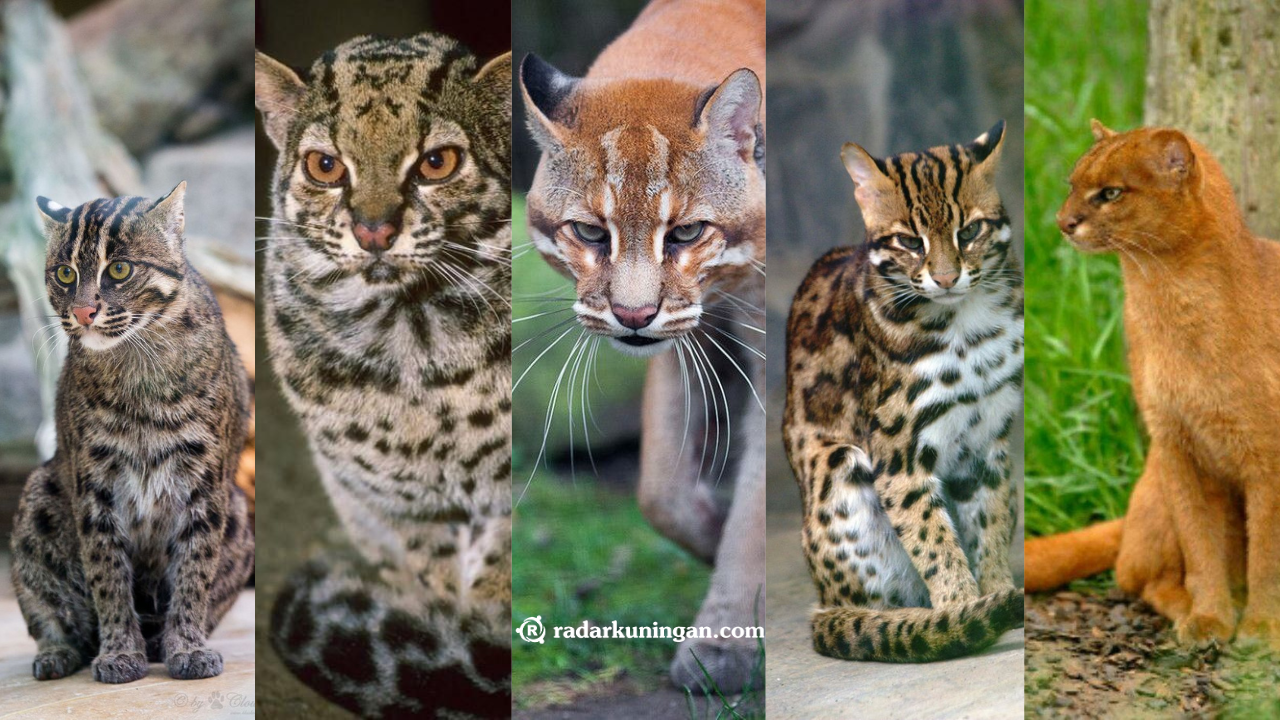 Berstatus Dilindungi! Inilah 5 Jenis Kucing yang  Tidak Boleh Dipelihara di Indonesia