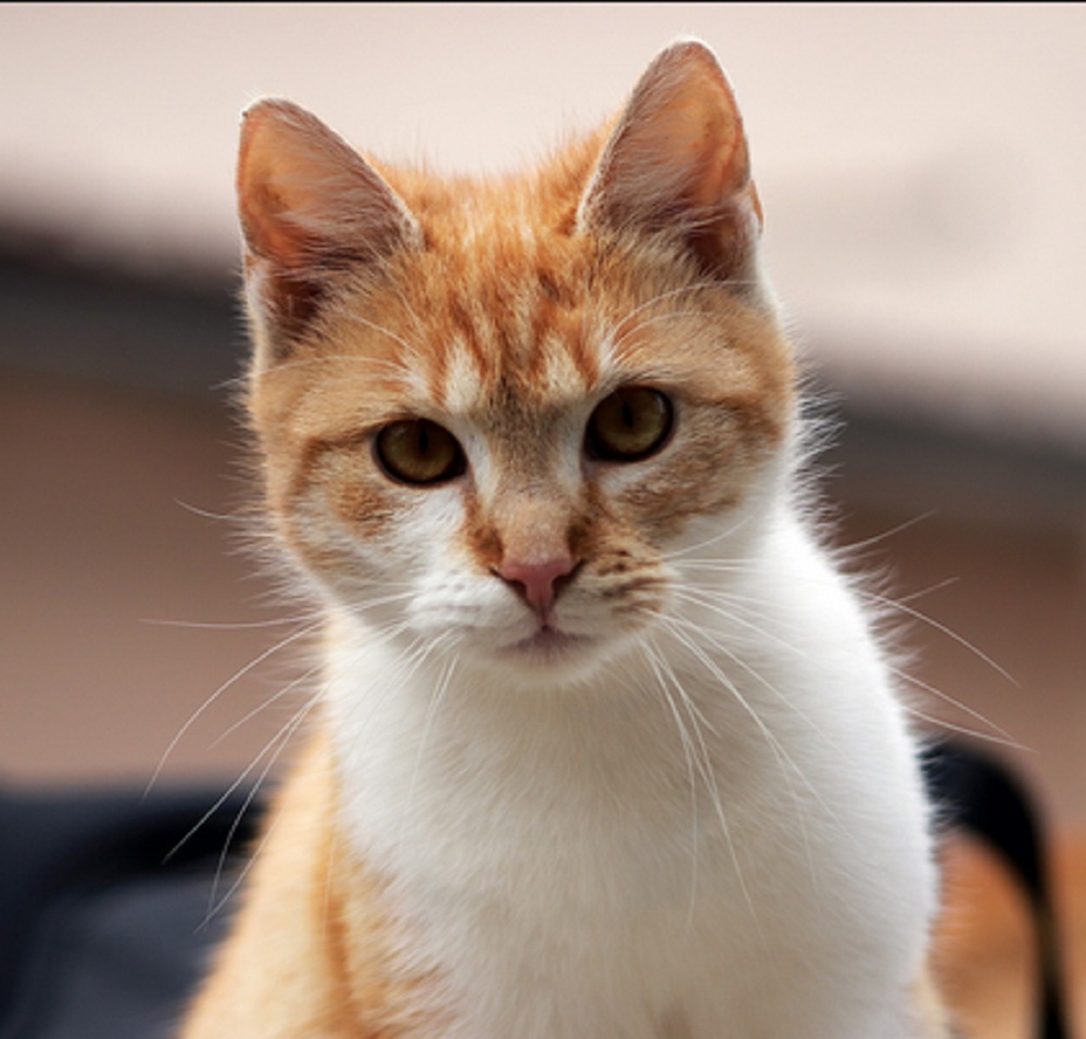 Ternyata Ini Alasan Kucing Selalu Datang ke Rumah Menurut Islam, Benarkah dapat Membawa Rezeki?