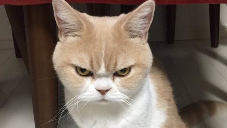 Kucing Juga Bisa Marah Lho! Kenali 6 Tanda Kucing Marah Padamu Dari Gerakan Tubuhnya 