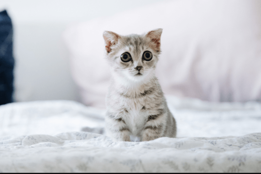 Baru Mulai Pelihara Kucing? Inilah 4 Cara agar Kucing Baru Nyaman di Rumah dan Cepat Beradaptasi