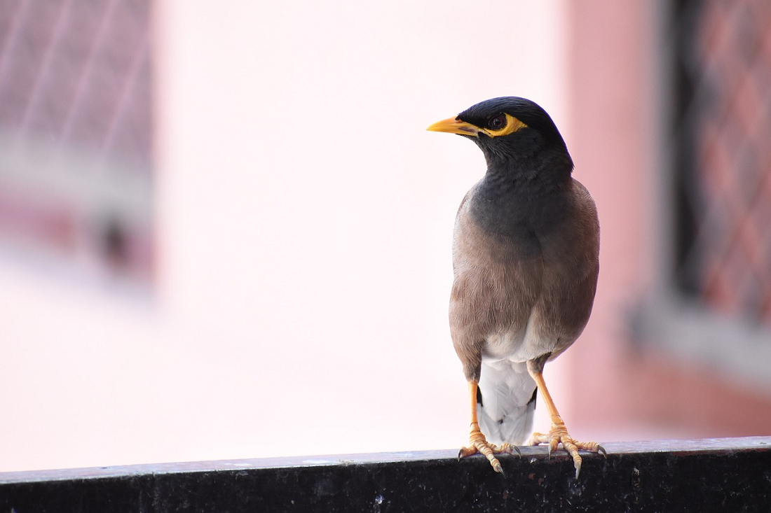 Ingin Rumah Terkesan Ramai Setiap Hari? Coba Pelihara 3 Jenis Burung Bersuara Merdu Ini!