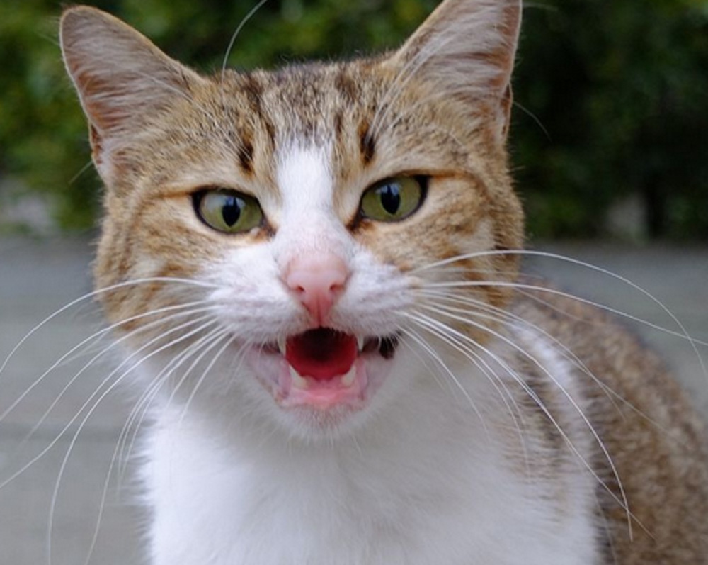 Sebagai Tanda Kasih Sayang dan Perhatian! Ini Dia 7 Bahasa Kucing Yang Menandakan Bahwa Kucing Menyukaimu