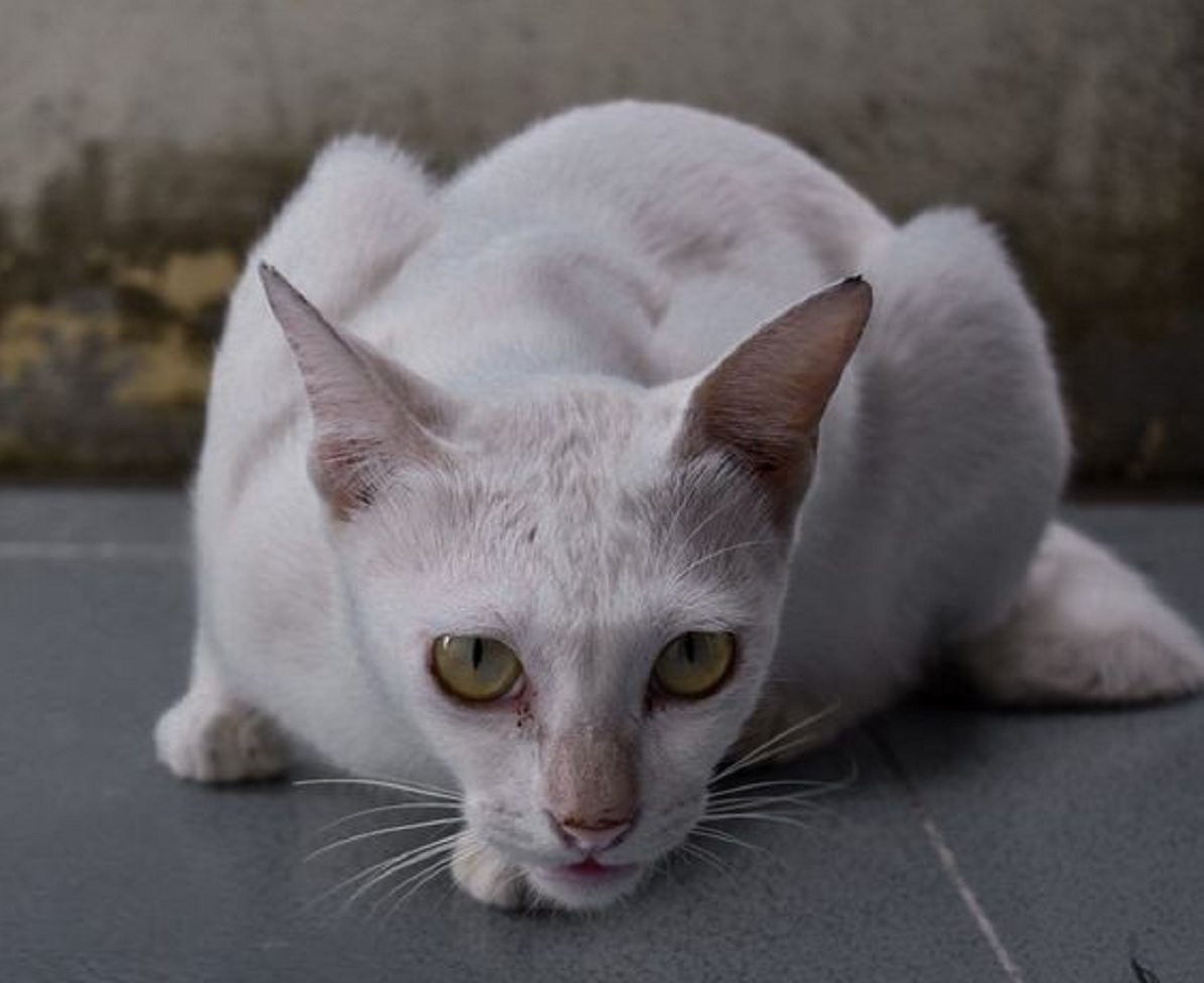 Perkarangan Rumah Sering di Berakin Kucing Liar? Yuk Simak 7 Cara Mengusir Kucing Liar Tanpa Menyakiti