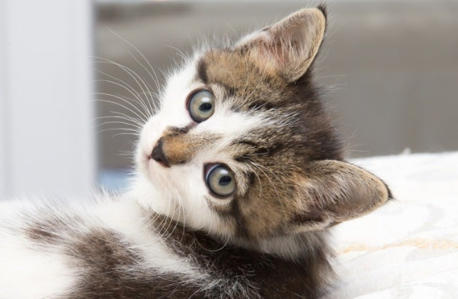 Mudah dan Simpel! Ini 4 Cara Mengobati Kutu Pada Anak Kucing, Tanpa Perlu Pergi ke Dokter Hewan