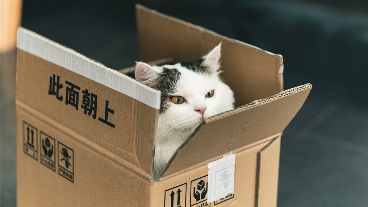 UNIK! Ini 5 Alasan Kenapa Kucing Suka Berada Di Dalam Kardus, Ternyata Hal Sederhana yang Bikin Kucing Bahagia