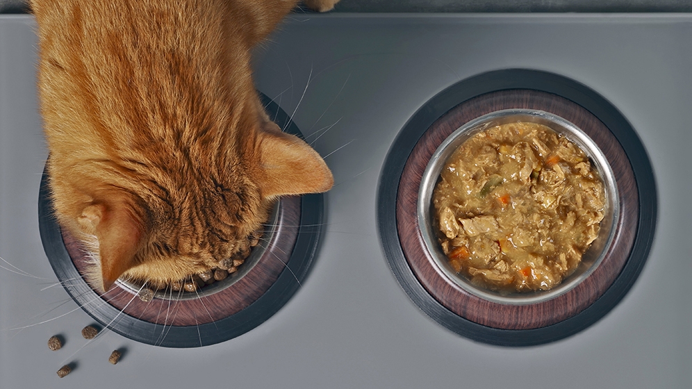 Makanan Basah Vs Makanan Kering, Lebih Bagus Mana untuk Kucing? Yuk Simak Kelebihan dan Kekurangannya di Sini!