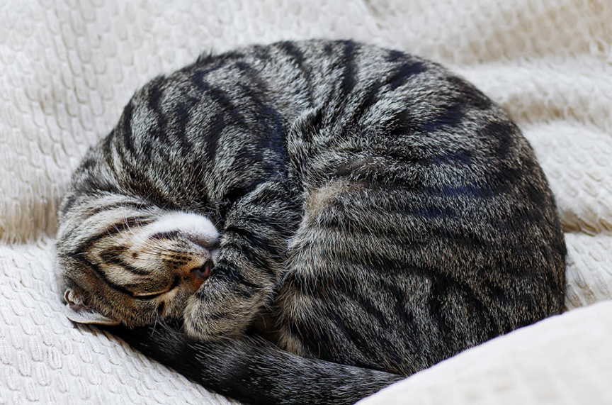 Catlovers Wajib Tahu! Inilah 4 Hal yang Kucing Sukai di Hidup Mereka!