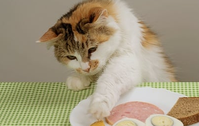 Jangan Kasar! Berikut 3 Cara Mencegah Kucing Peliharaan Mencuri Makanan Kita dengan Tepat dan Ampuh