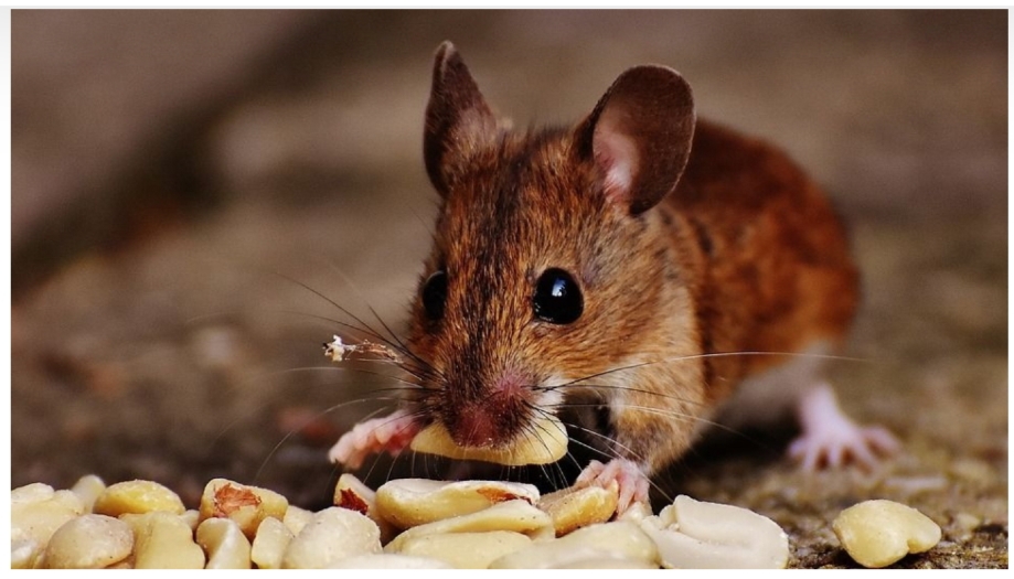 Makanan-Makanan Ini Bisa Jadi Alasan Mengapa Tikus Datang dan Betah di Rumah Kita