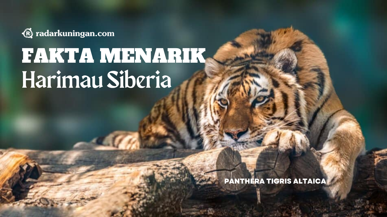 Satu-Satunya Harimau yang Bertahan Hidup di Iklim Bersalju! Begini Fakta Menarik Harimau Siberia