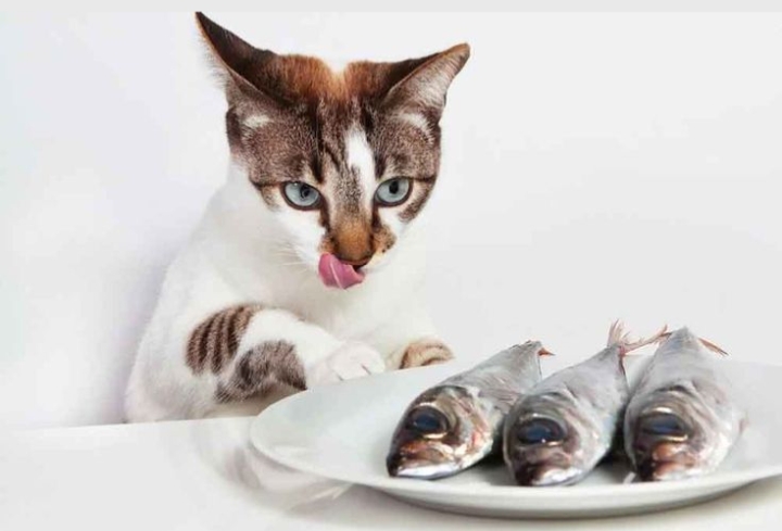 Bolehkah Kucing Makan Ikan Pindang? Ada 3 Hal yang Harus Diperhatikan! Apa Saja? 
