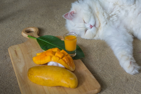 Apakah Kucing Boleh Makan Buah Mangga? Ini 5 Buah yang Aman Dikonsumsi Kucing Peliharaan Kamu!