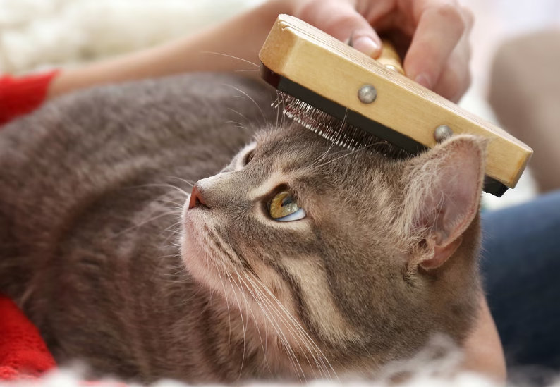 Berikut 4 Cara Untuk Mengurangi Kerontokan Bulu Kucing Peliharaan Kita, yang Masih Jarang Diketahui Catlovers!